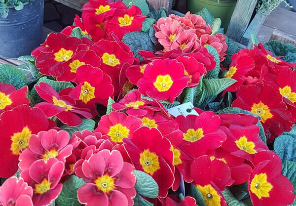 Es wird Frühling 5
