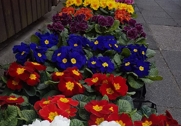 Es wird Frühling 7